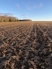 Physcomitrium serratum