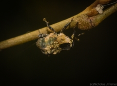 Brachyphyes thoracicus