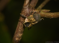 Brachyphyes thoracicus