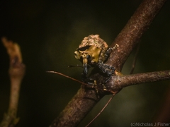 Brachyphyes thoracicus