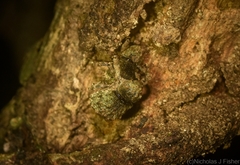 Tychreus sellatus