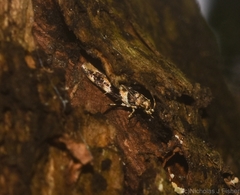 Limnaecia leptomeris