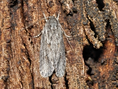 Phylomictis sarcinopa