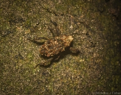 Nechyrus incomptus