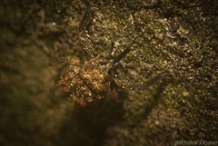Nechyrus incomptus