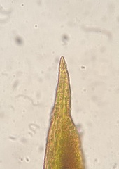 Weissia brachycarpa