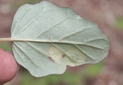 Wilsoniana platensis