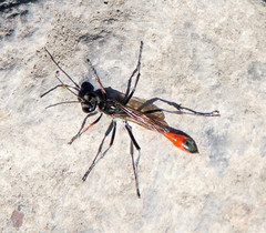 Ammophila heydeni