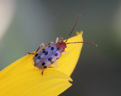 Isotes mexicana