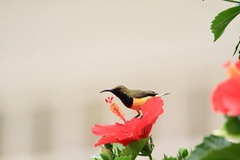 Cinnyris jugularis