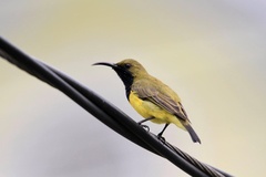 Cinnyris jugularis