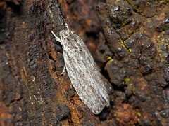 Phylomictis sarcinopa