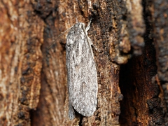 Phylomictis sarcinopa