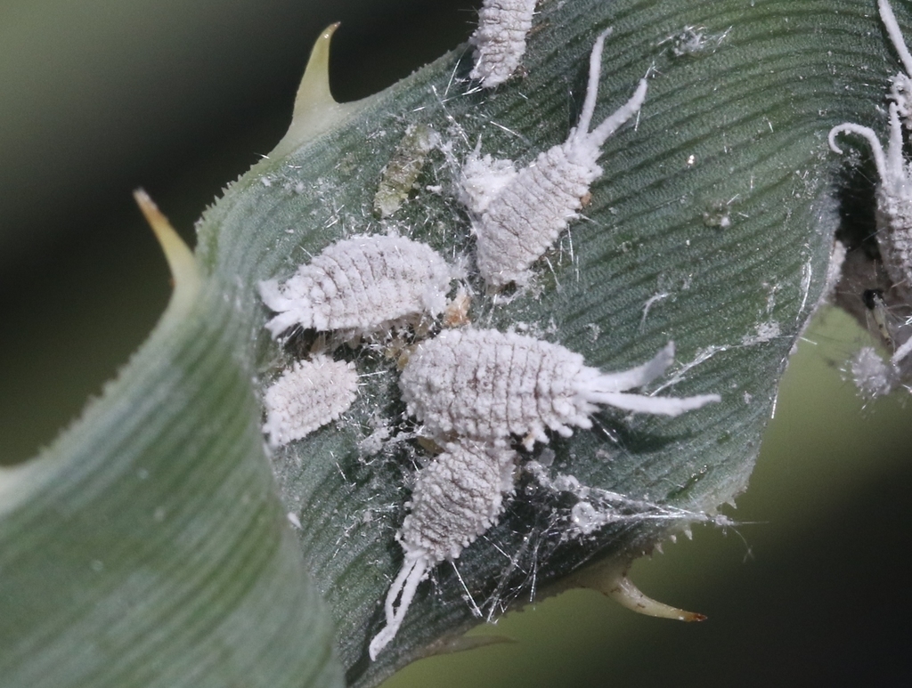 Cockerell's Striped Mealybug