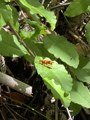 Sphictostethus nitidus