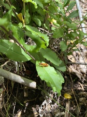 Sphictostethus nitidus