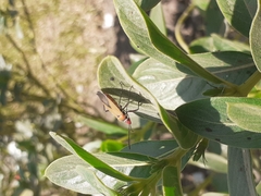 Dysdercus peruvianus