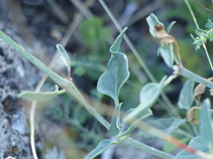 Cyphomeris gypsophiloides