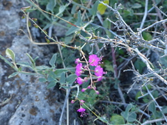 Cyphomeris gypsophiloides