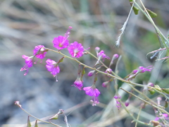 Cyphomeris gypsophiloides