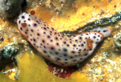 Chromodoris aspersa