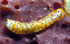 Chromodoris aspersa
