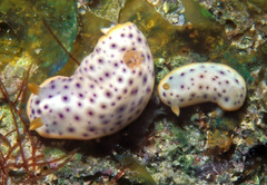 Chromodoris aspersa