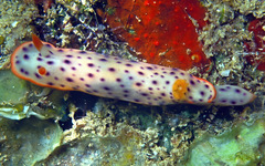 Chromodoris aspersa