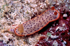 Chromodoris aspersa