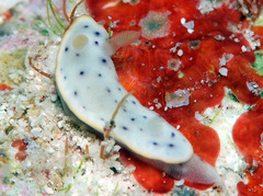 Chromodoris aspersa
