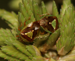 Hellica nitida