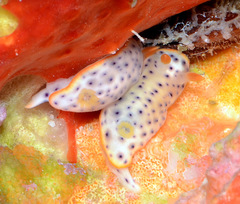 Chromodoris aspersa