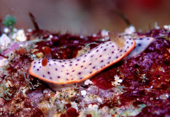 Chromodoris aspersa