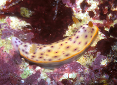 Chromodoris aspersa