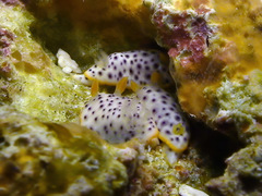 Chromodoris aspersa