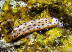 Chromodoris aspersa
