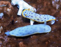 Chromodoris aspersa