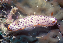 Chromodoris aspersa