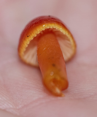 Hygrocybe marchii