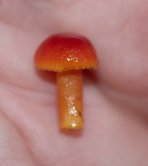Hygrocybe marchii