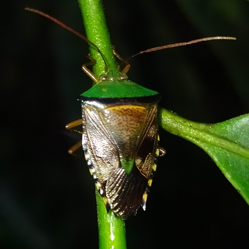 Hypoxys trabeculus