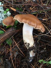 Cortinarius armeniacus