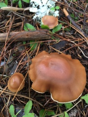 Cortinarius armeniacus