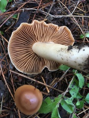 Cortinarius armeniacus