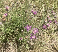 Lessingianthus plantaginodes