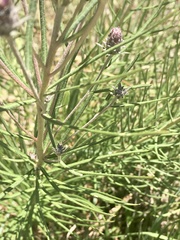 Lessingianthus plantaginodes