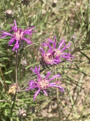 Lessingianthus plantaginodes