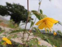Corchoropsis crenata hupehensis
