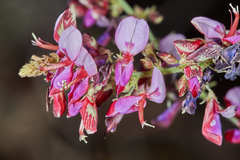 Desmodium skinneri