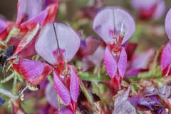 Desmodium skinneri